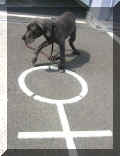abgeparkt ! -  aber ein "mausgraues" Hundi auf Asphalt wirkt irgendwie nicht so...;o)